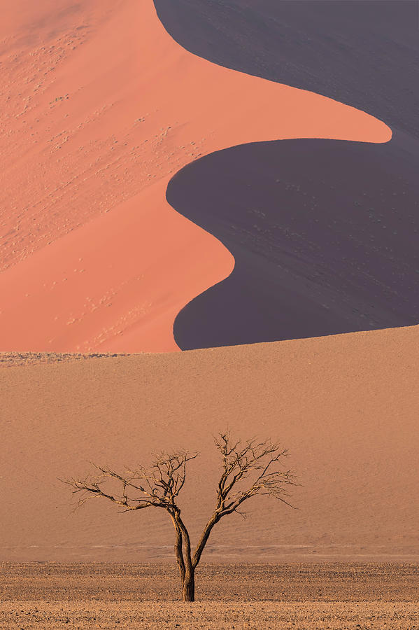 Tree Photograph - Sossusvlei #1 by Ken Weber
