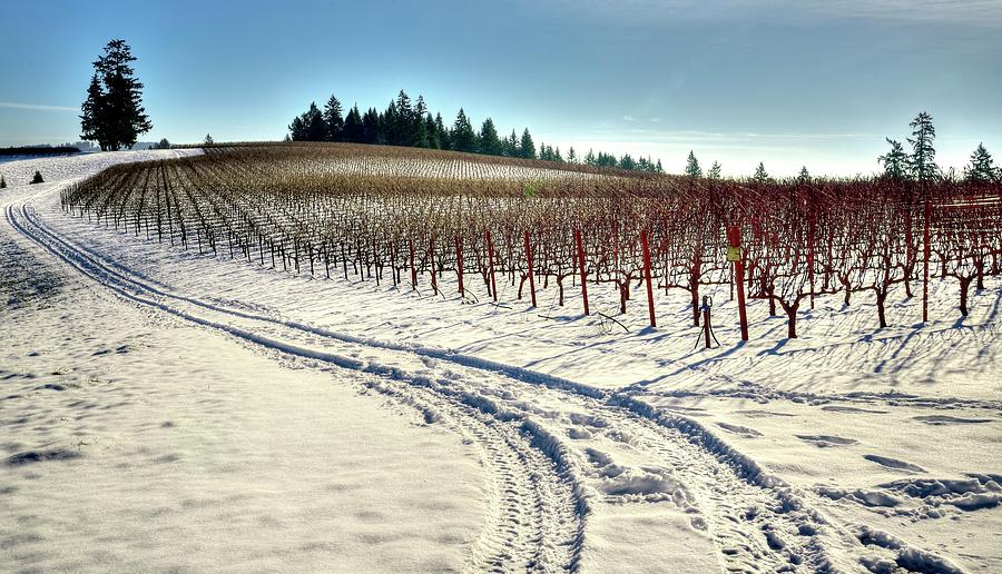 Soter Vineyard Winter Photograph by Jerry Sodorff