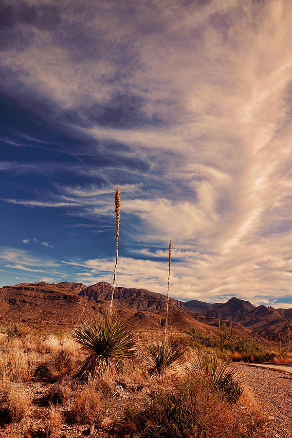 Desert Photograph - Sotol Vista 4 by Judy Vincent
