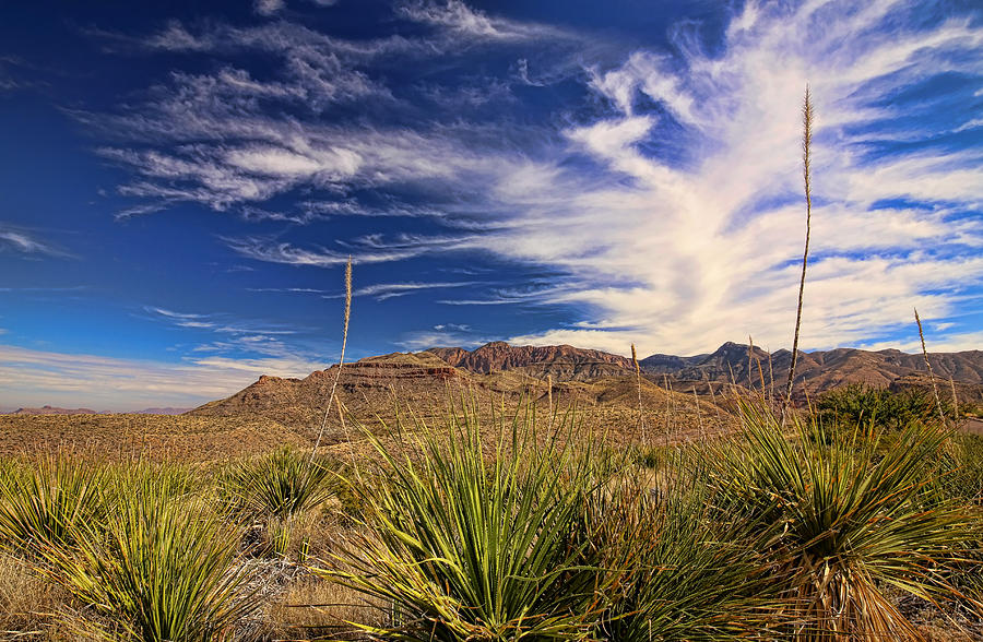 Desert Photograph - Sotol Vista 8 by Judy Vincent