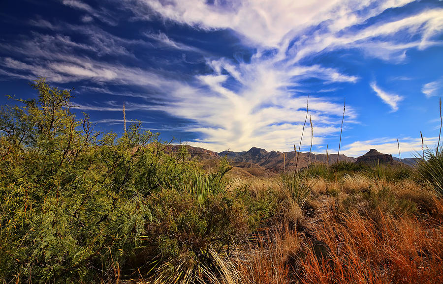 Desert Photograph - Sotol Vista 9 by Judy Vincent