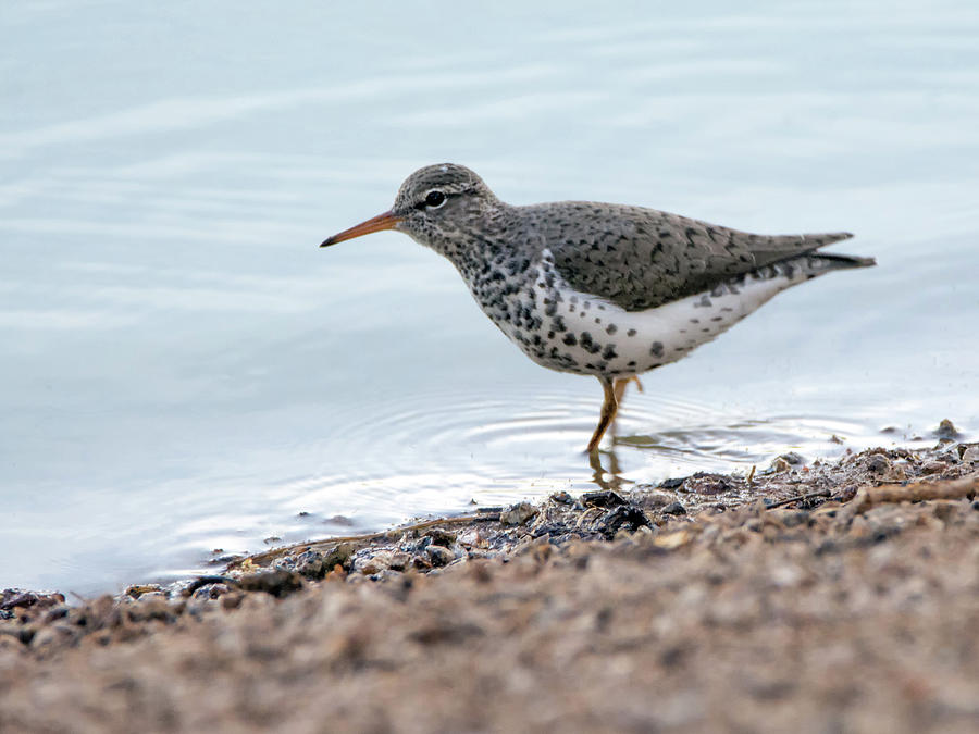 Spotted Sandpiper 7398-042618-1cr Photograph by Tam Ryan