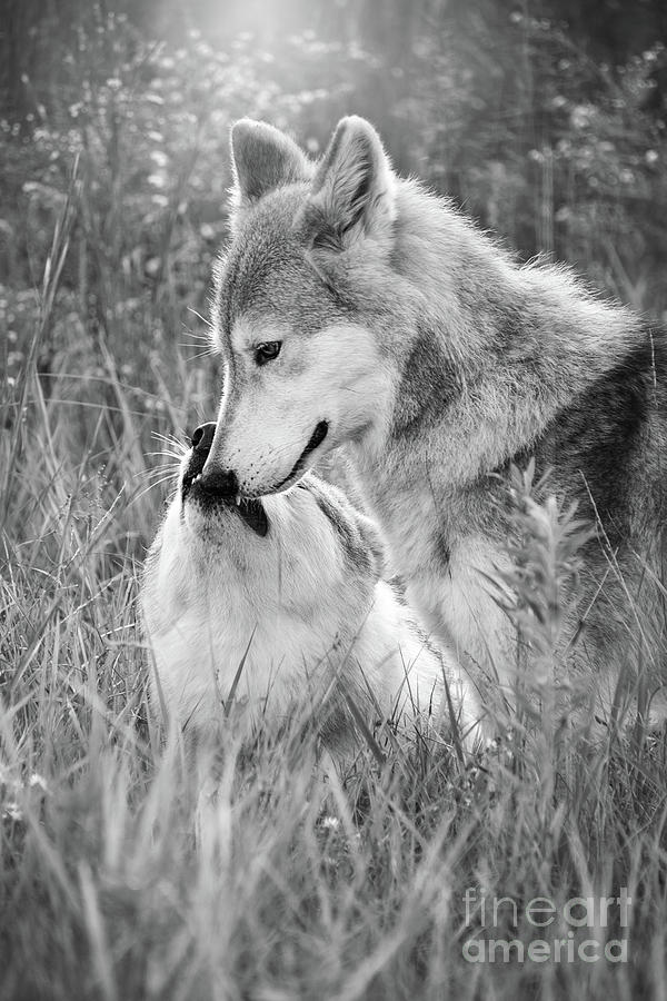 Soul Mates Black And White Photograph by Sharon McConnell