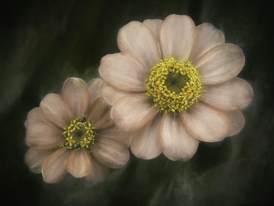 Flower Photograph - Soul Mates by Scott Norris