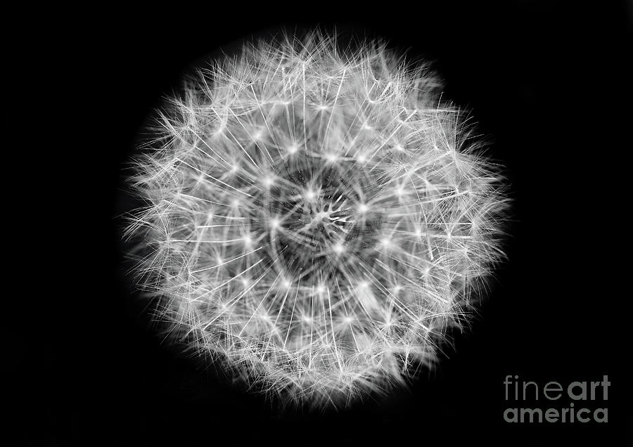 Soul of a Dandelion Black and White Photograph by Karen Adams