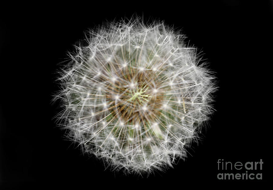 Soul of a Dandelion Photograph by Karen Adams