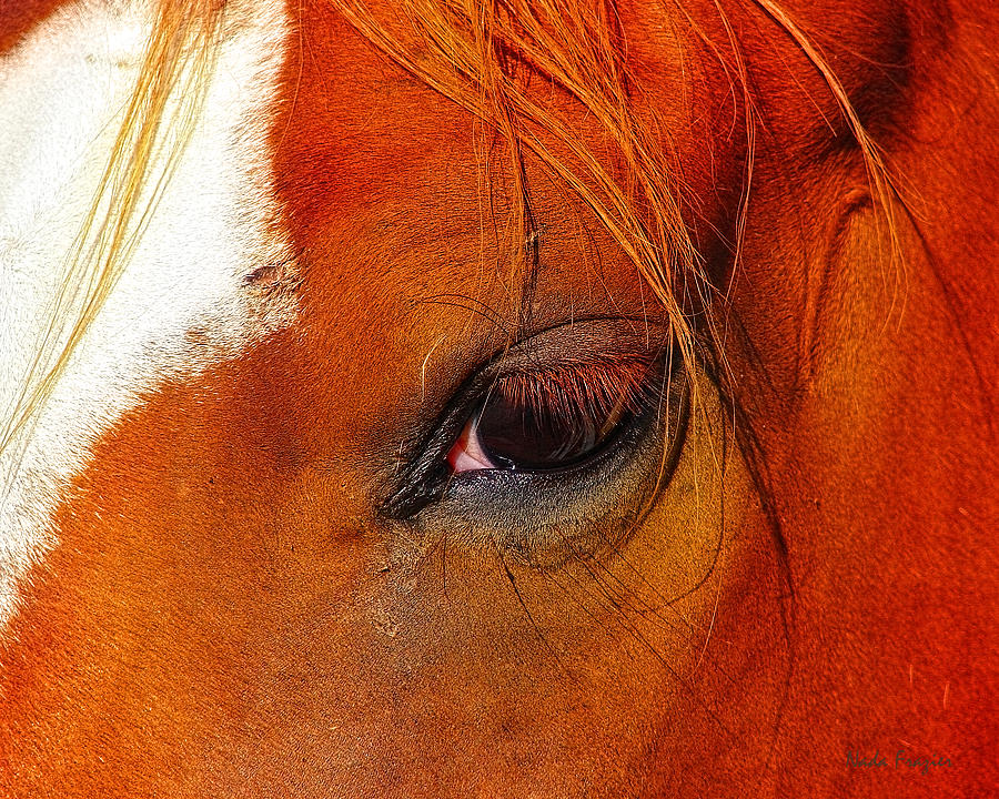 Horse Photograph - Soul Views - Paint 1 by Nada Frazier