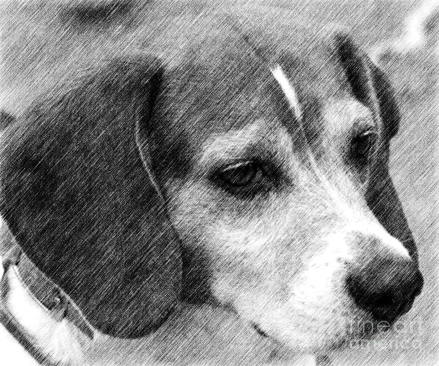 Soulful Beagle Eyes Drawing by Smilin Eyes Treasures