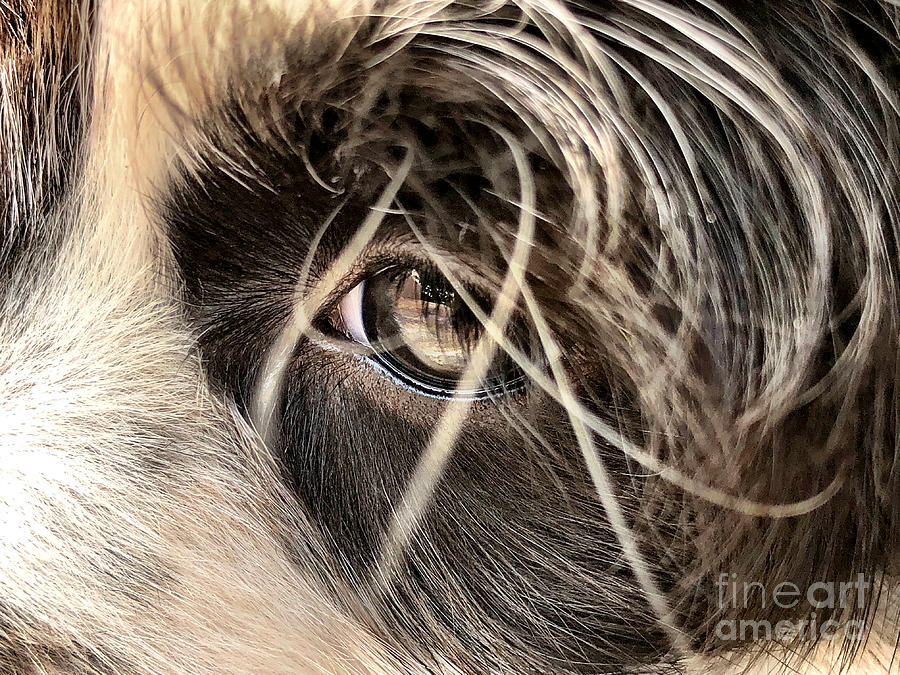 Soulful Eyes Photograph by Laura Forde