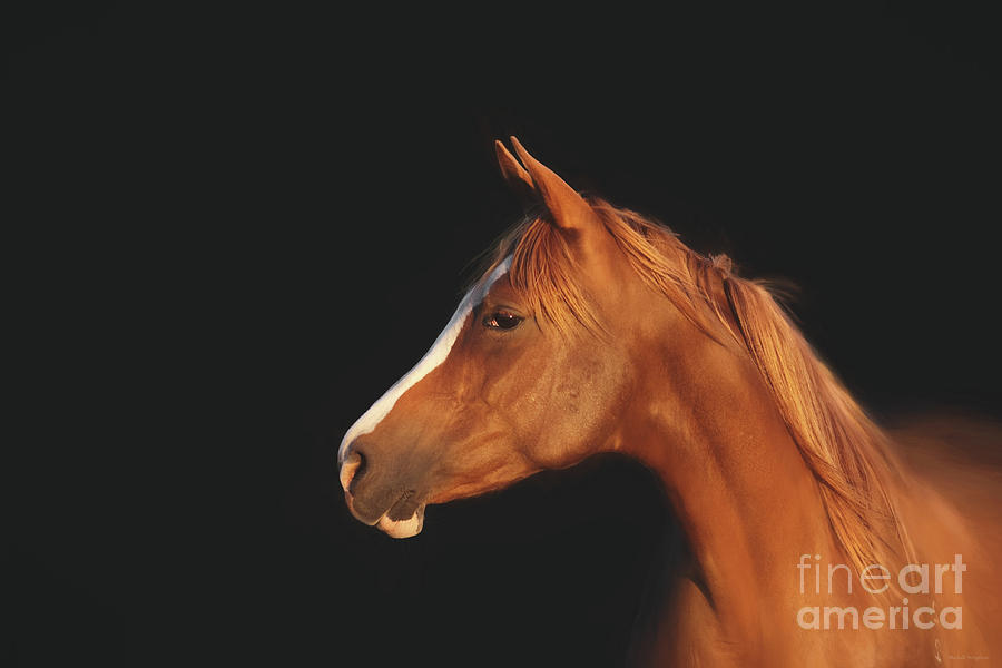 Soulful Gaze of a Horse Photograph by Michelle Wrighton