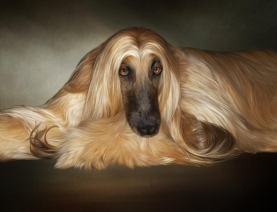 Dog Digital Art - Soulful by Sandy Oman
