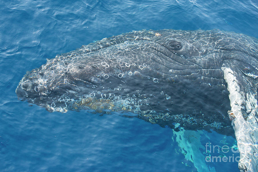 Humpback Whale Photograph - Soulful whale near Maui, Hawaii by Scott Methvin