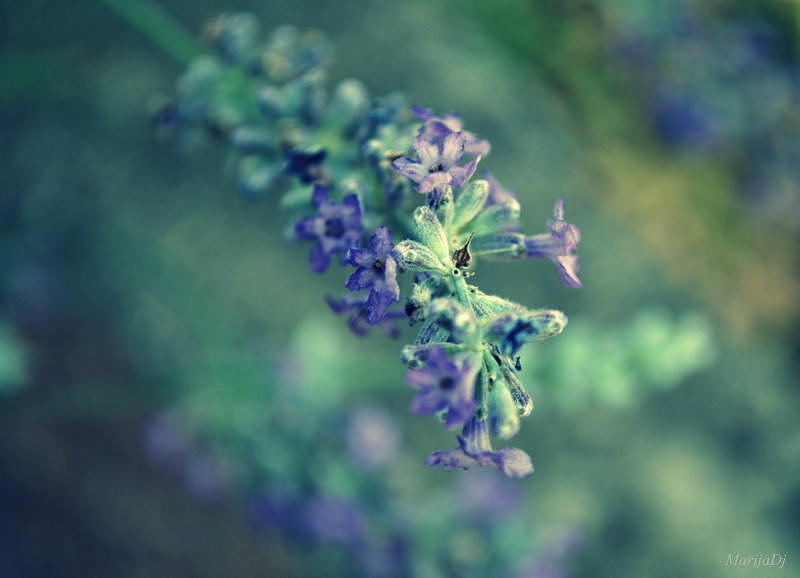 Flower Photograph - Souls by Marija Djedovic