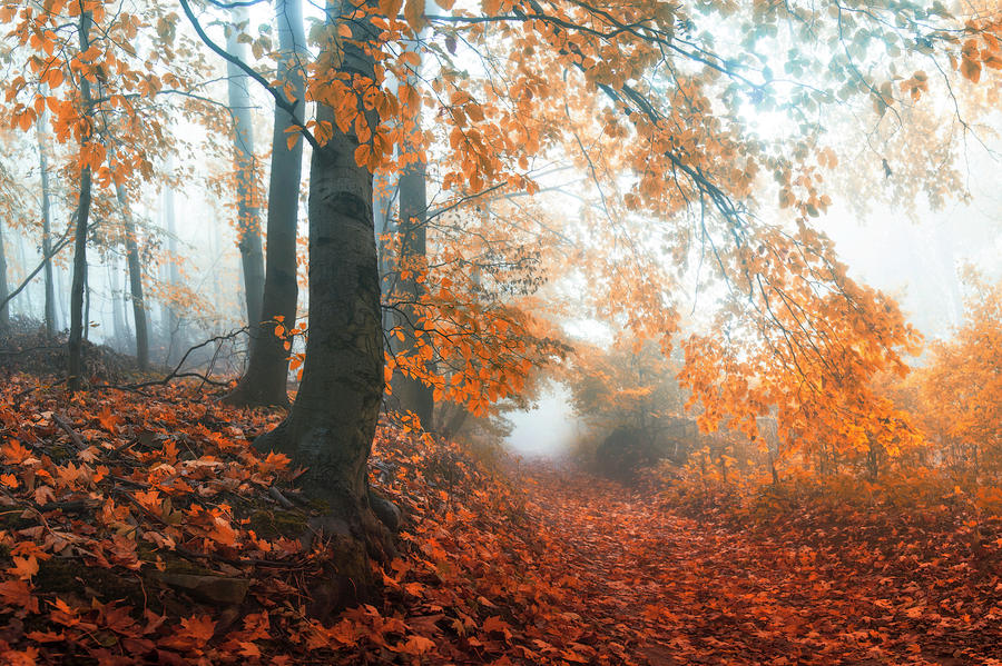 Sound Of Fall Photograph By Janek Sedlar - Fine Art America