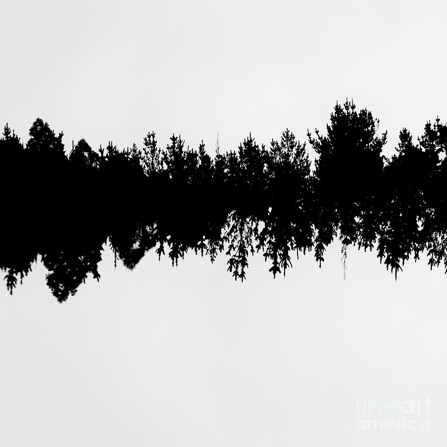 Sound Waves Made Of Trees Reflected Photograph