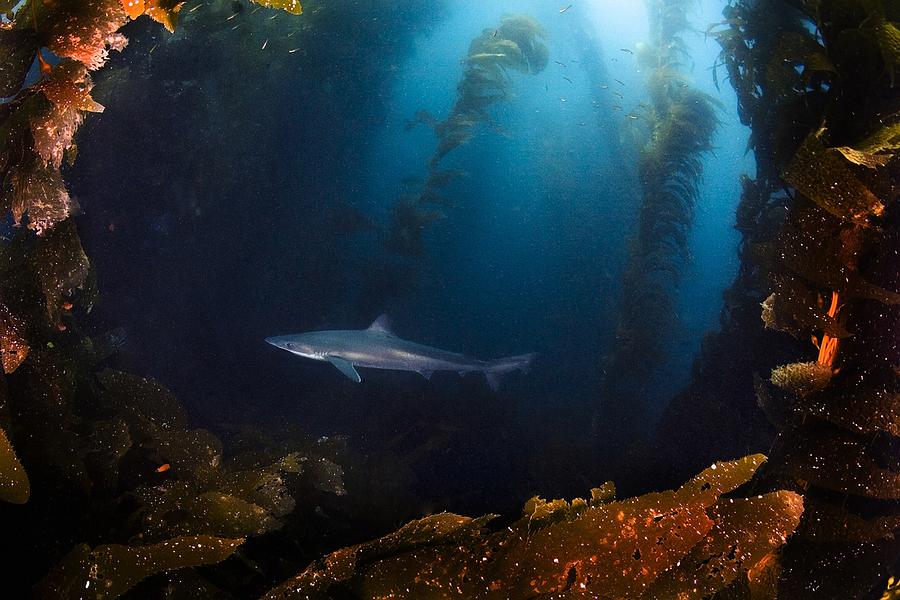 Shark Photograph - Soupfin Shark by Bryan Toro Shark Photograph - Soupfin Shark by Bryan Toro