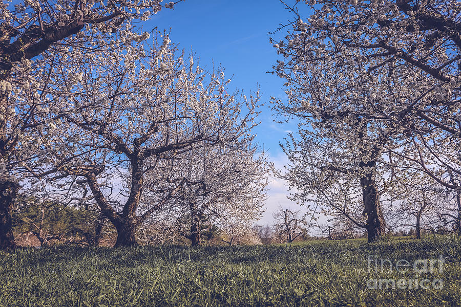 Sour cherry orchard Photograph by Claudia M Photography