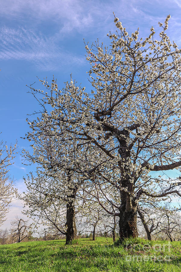 Sour cherry orchard in New England Photograph by Claudia M Photography