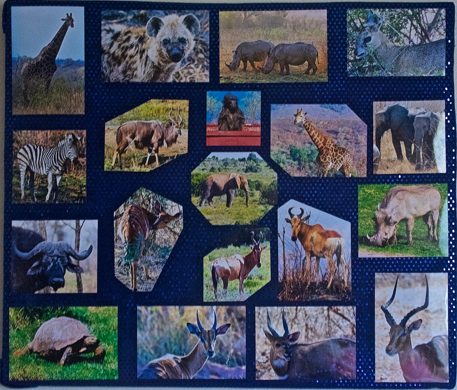 South African Animal Photo Assemblage  Photograph by Ruth Hager