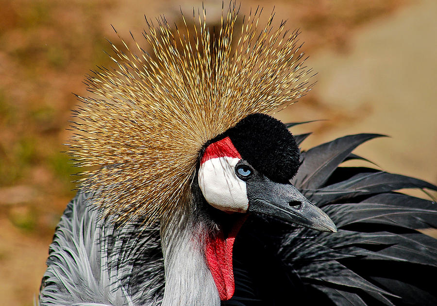 South African Crowned Crane Photograph by Linda Brown