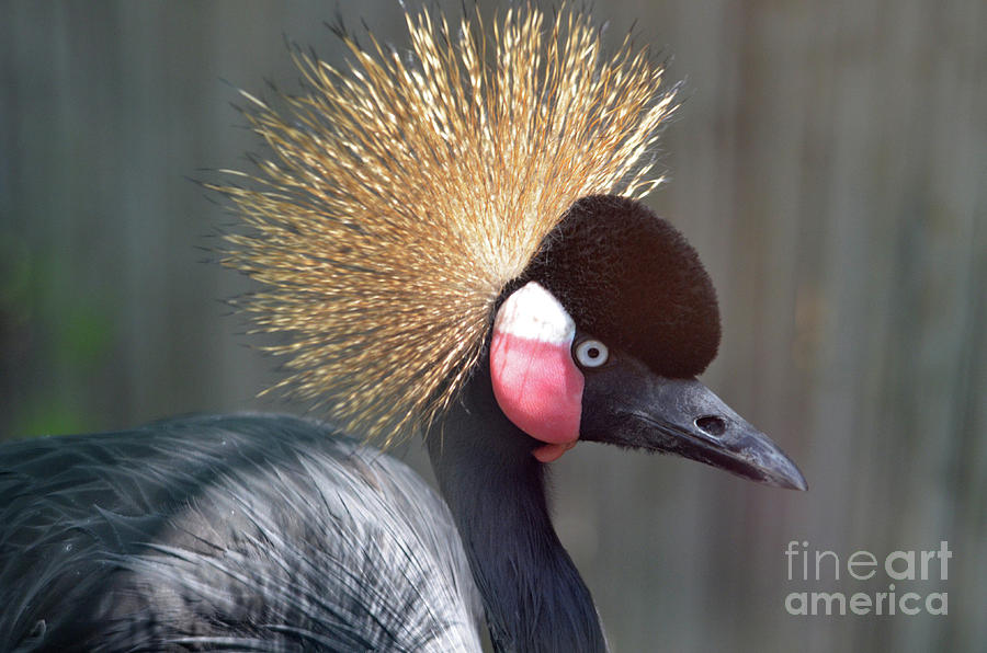 South African Crowned Crane with Feathers on His Head Photograph by DejaVu Designs