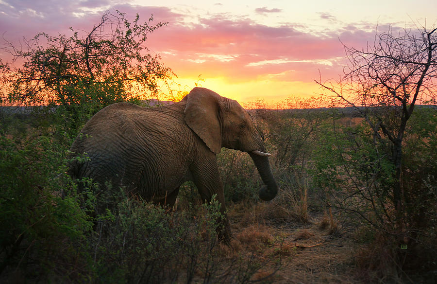 Sunset Photograph - South African Elephant at Sunset - Black Rhino Reserve by Menega Sabidussi