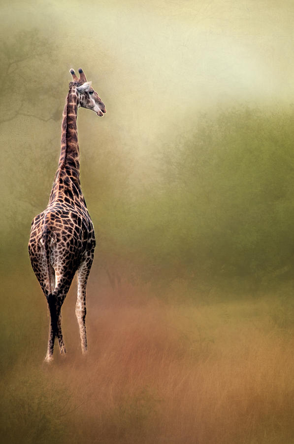 South African Giraffe Photograph by Maria Coulson