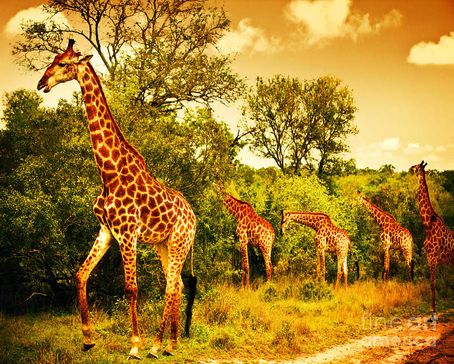 South African giraffes Photograph by Anna Om