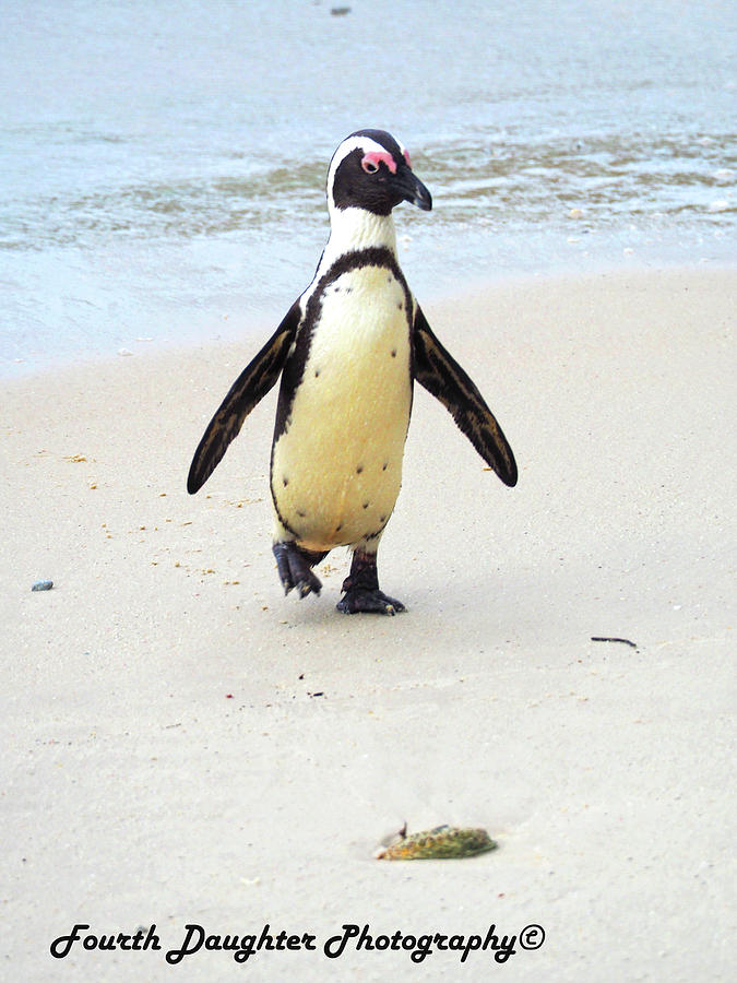 Penguin Photograph - South African Penguin by Diane Shirley