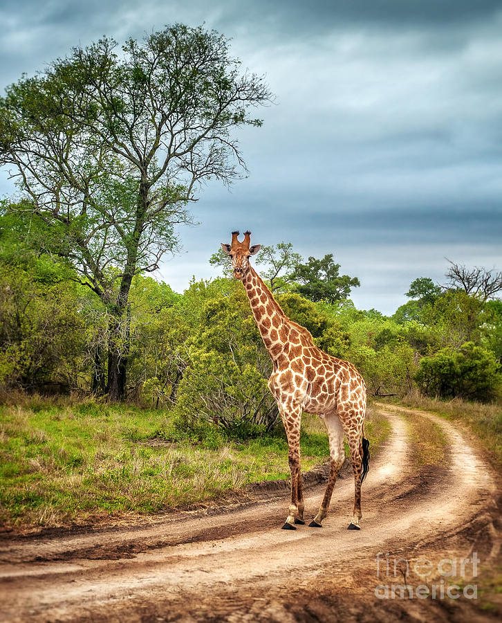 South African wild giraffe  Photograph by Anna Om