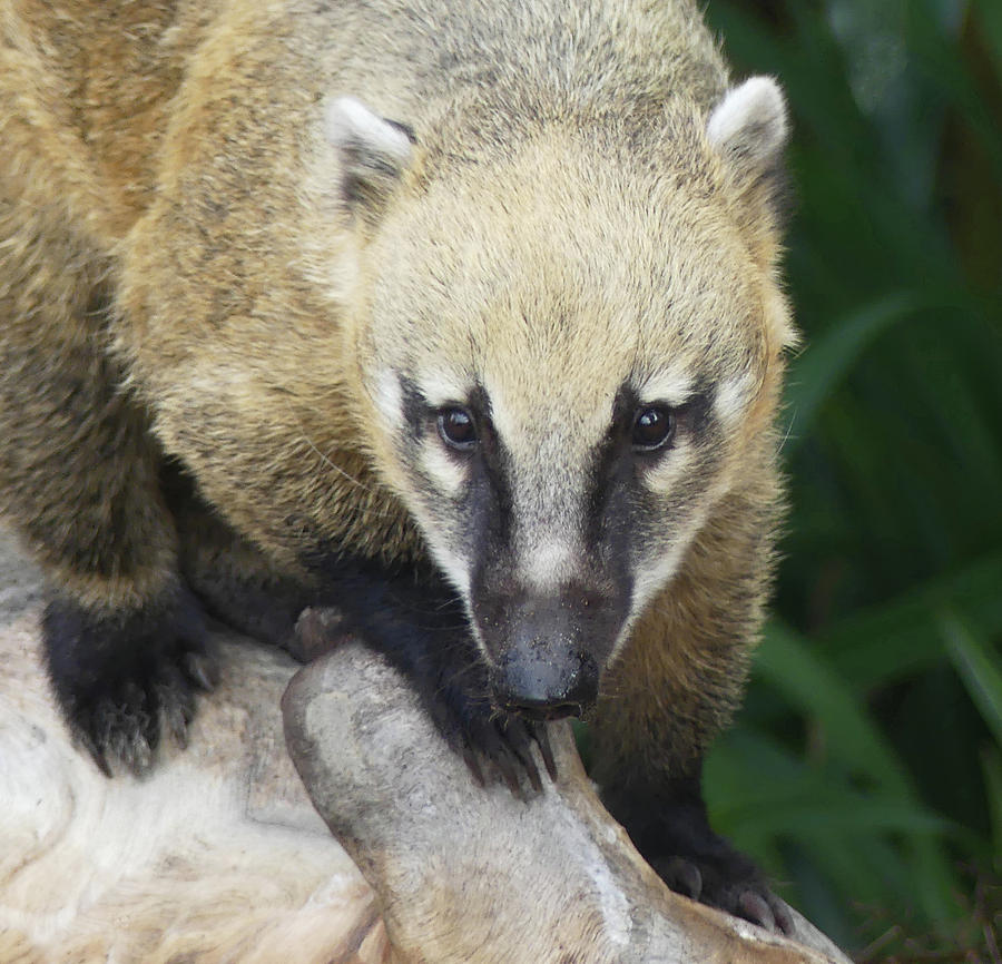 South American Coati Portrait Photograph by Margaret Saheed