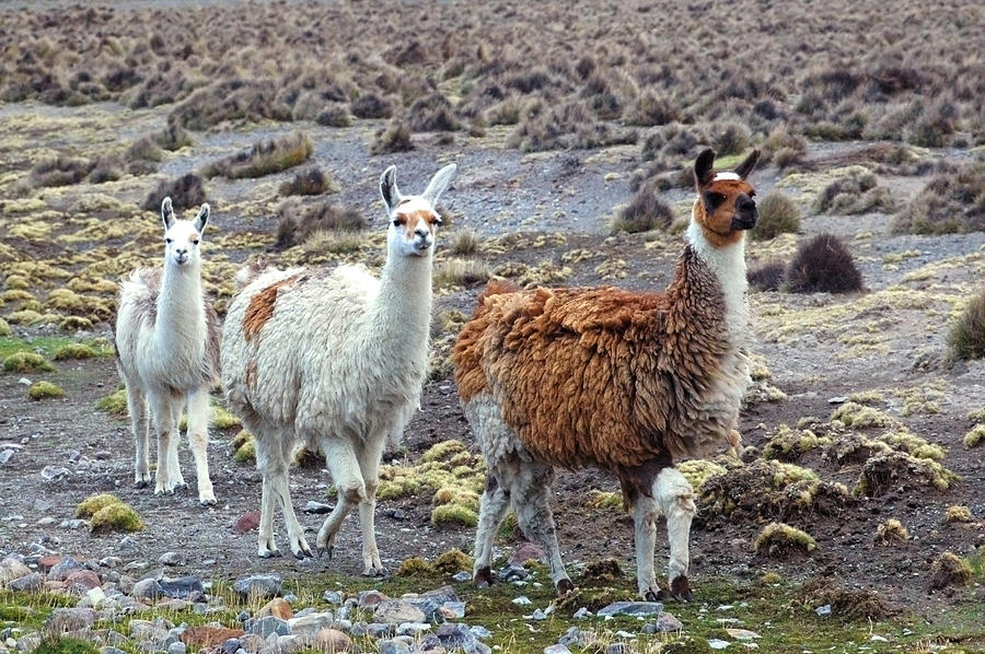  South  American  Llamas  Photograph by Eduardo Huelin