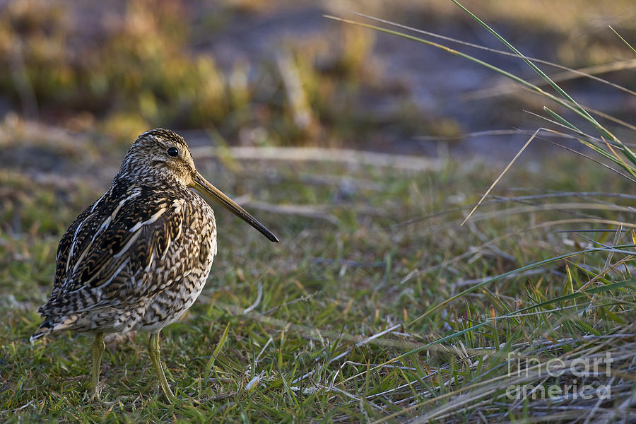 South American Snipe Photograph by Jean-Louis Klein & Marie-Luce Hubert