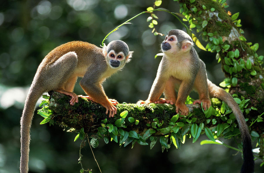 Two Squirrel Monkeys Photograph by Thomas Marent