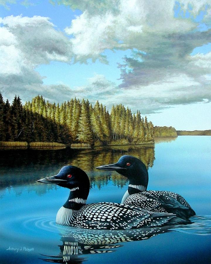 South Bay Loons Painting by Anthony J Padgett