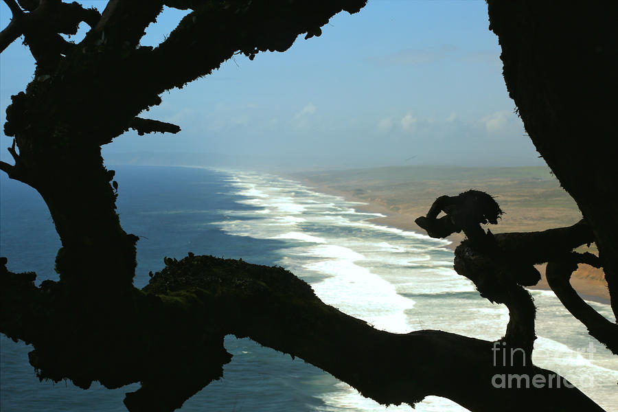 Point Reyes National Seashore Photograph - South Beach Watchdog by Adam Jewell