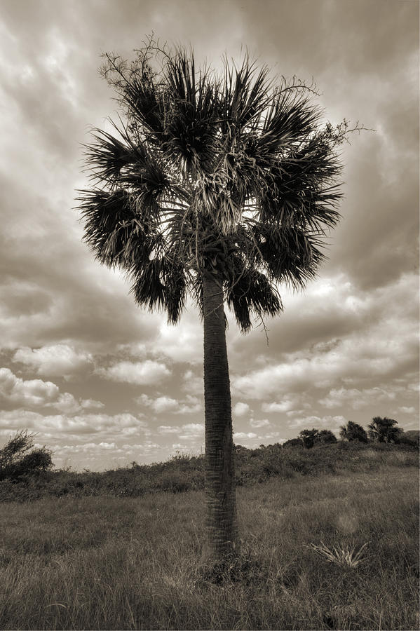 Tree Photograph - South Carolina Palmetto Palm Tree by Dustin K Ryan