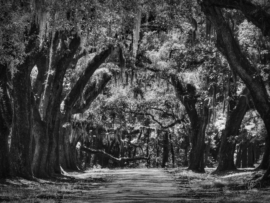 South Carolina Plantation Road 001 BW Photograph by Lance Vaughn