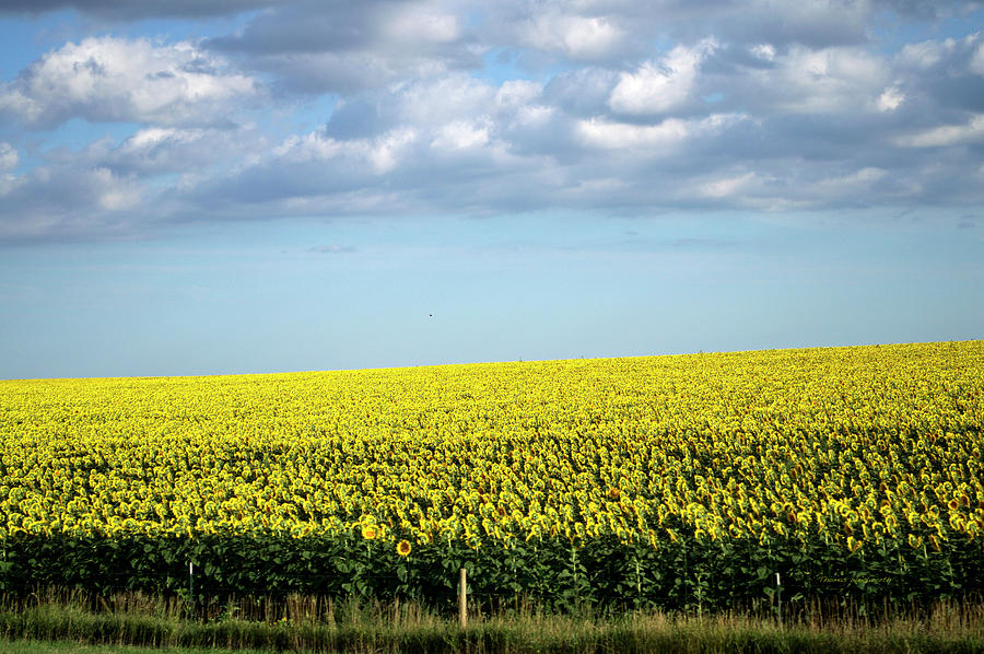 South Dakota August Clouds With Sunflower Field Photograph by Thomas Woolworth