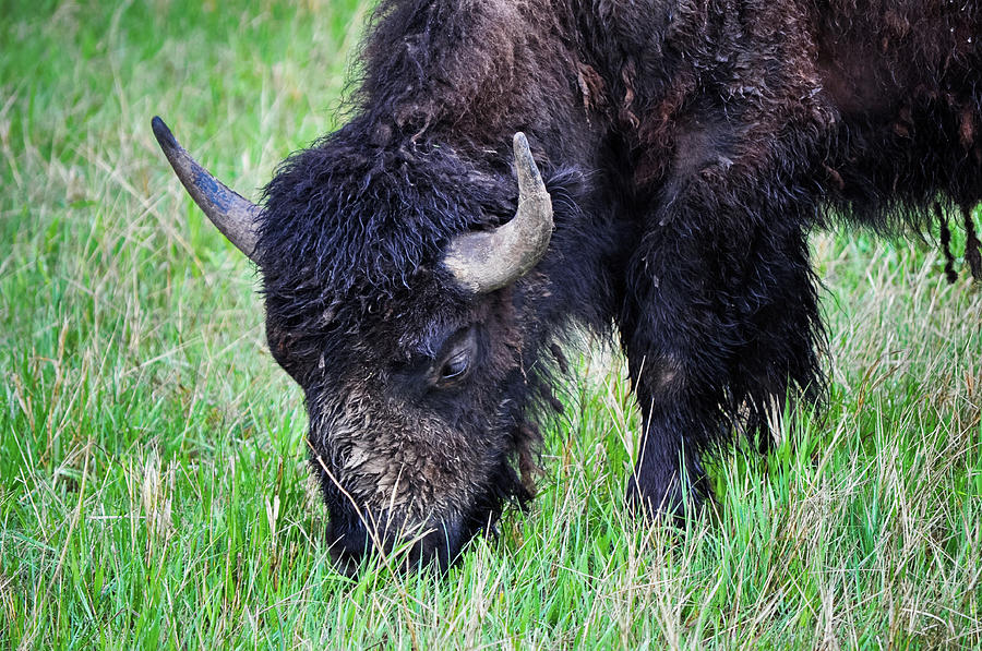 South Dakota Bison Photograph by Kyle Hanson