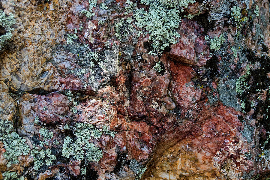South Dakota Lichen Photograph