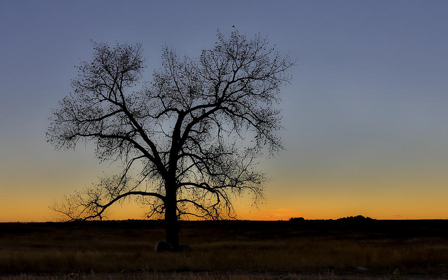 South Dakota Lone Tree Sunset Photograph by Sam Amato