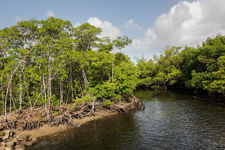 South Florida Mangroves Photograph by Ronald Spencer