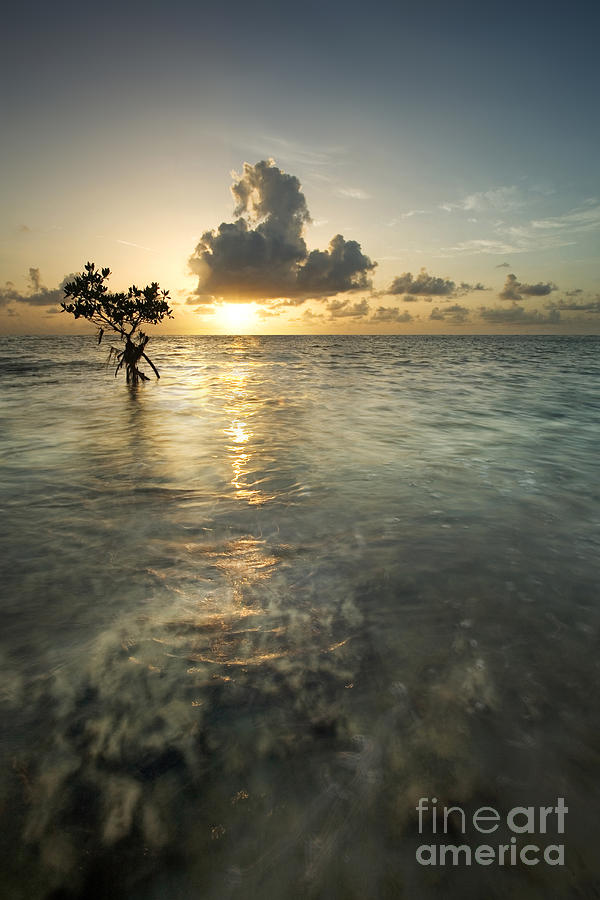 Miami Photograph - South Florida Sunrise by Matt Tilghman