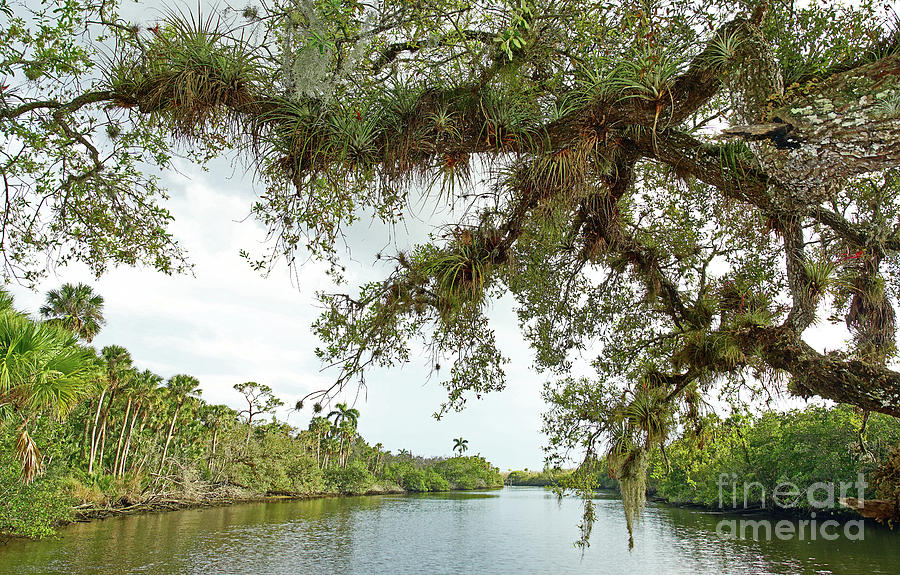 South Fork of the Saint Lucie River Florida Photograph by Larry Nieland