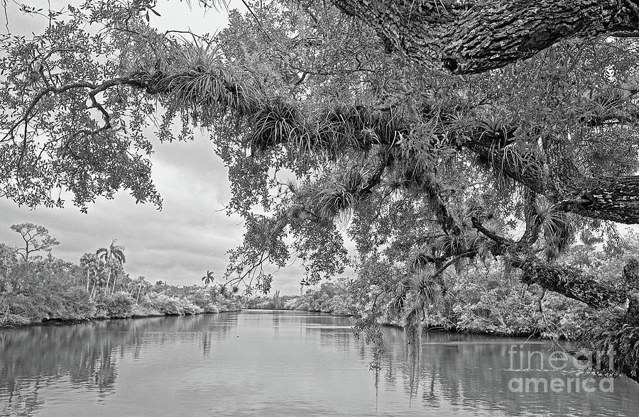 Landscape Photograph - South Fork St. Lucie by Larry Nieland