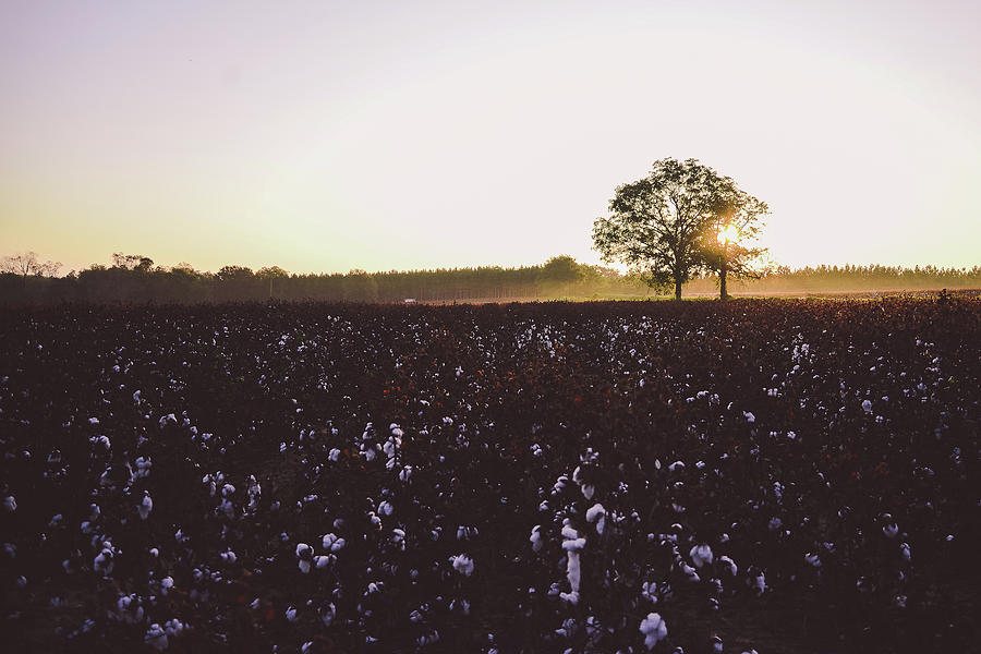 South Cotton field in the morning Photograph by Tracie Moore
