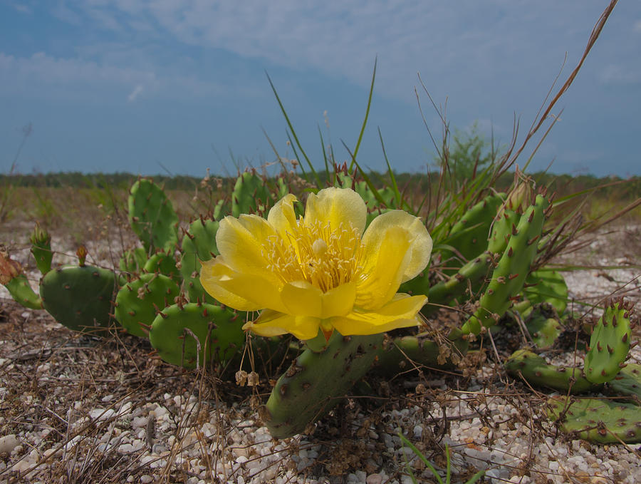 Flowers Still Life Photograph - South Jersey Cactus by Joshua House