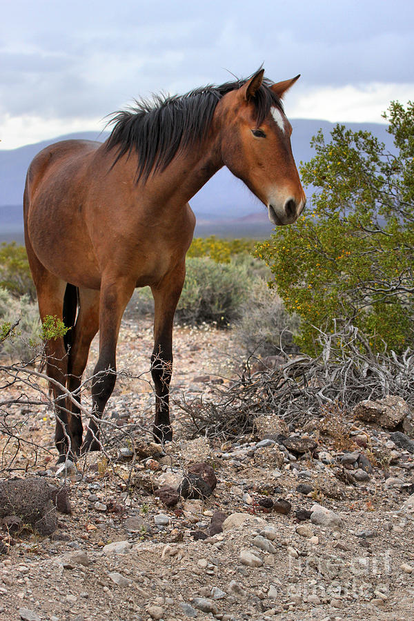 South Nopah Wild Mustang Photograph by Adam Jewell