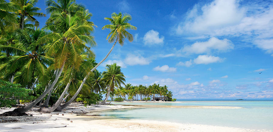 South Pacific Palms Photograph by Michael Swiet - Fine Art America